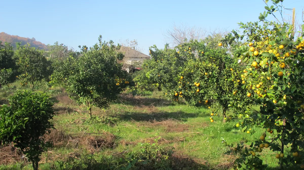 فروش زمین 260 متر در نوشهر