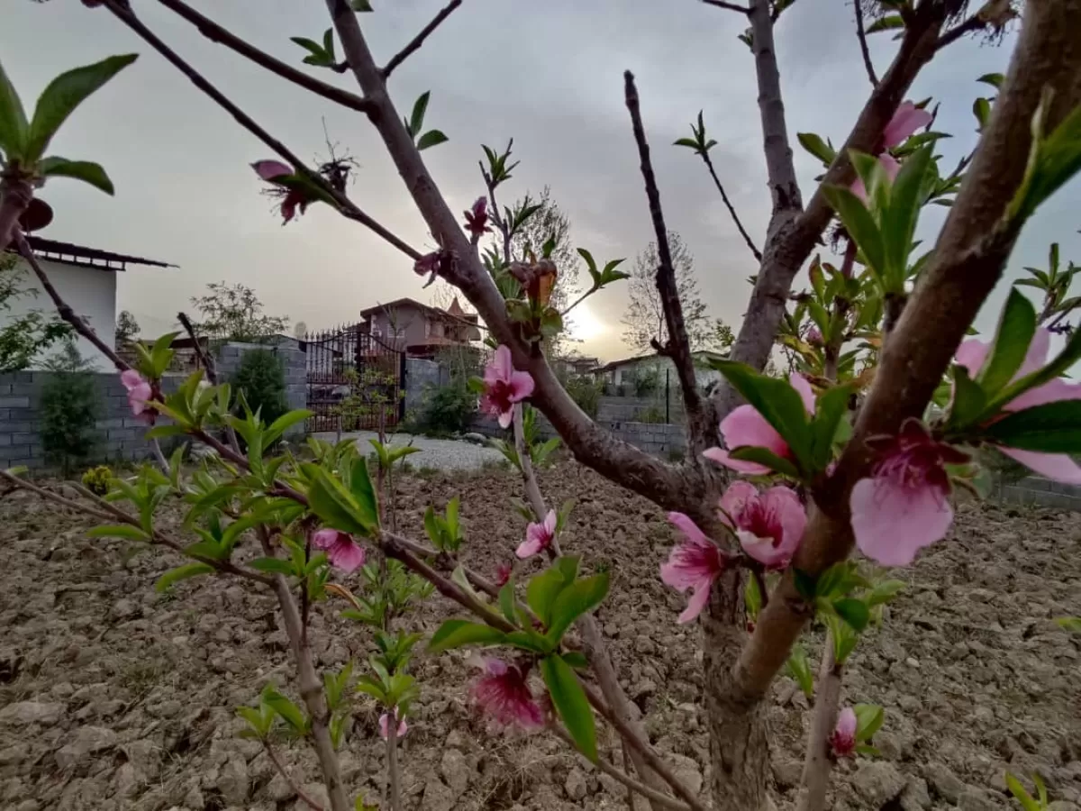 فروش زمین 311 متر در نوشهر