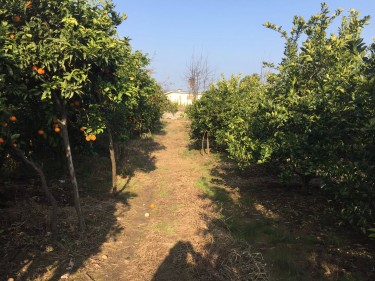 فروش زمین قطعات 250 متر در...