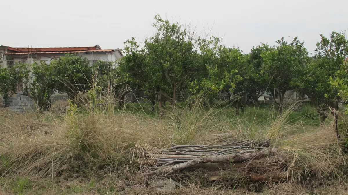 فروش 300 متر زمین در نوشهر