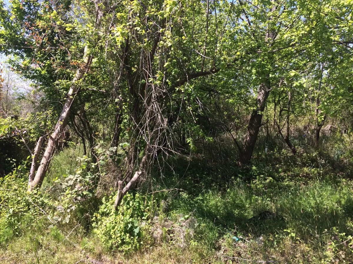 فروش 256 متر زمین در نوشهر