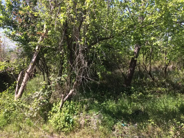 فروش 256 متر زمین در نوشهر