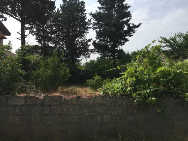 فروش 625 متر زمین در نوشهر